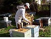 hive -57.jpg hive -57.jpg